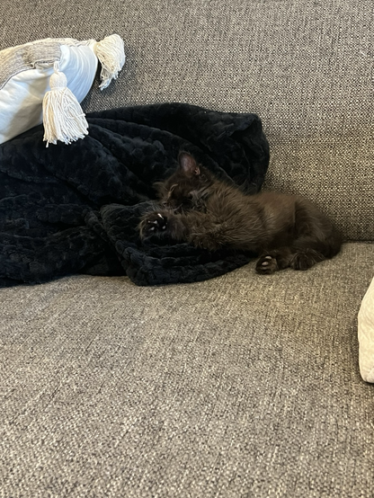 Baby black cat powered down in a nest of blankets
