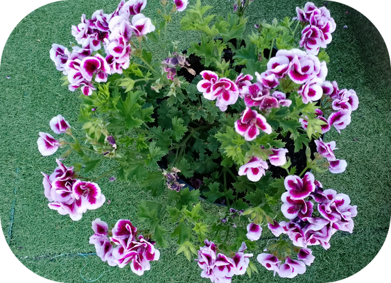 Une plante fleurie en pot.