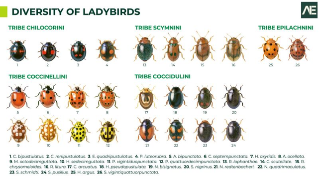 The diversity of lady beetles is evident in the distinct morphological and ecological traits of their various tribes. While groups such as Chilocorini, Scymnini, and Coccinellini serve as effective biological control agents against pests like aphids and scale insects, others, like Epilachnini, are herbivorous and may act as agricultural pests. Understanding these ecological roles supports sustainable pest management and promotes biodiversity conservation in agriculture.