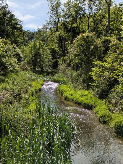 Photo of a brook sparkling in the sun as it meanders through a clearing in the woods. In the foreground is a stand of reeds beside the stream. Farther back and on the opposite bank trees are dappled with sunlight. The sky is blue and streaked with light white clouds.