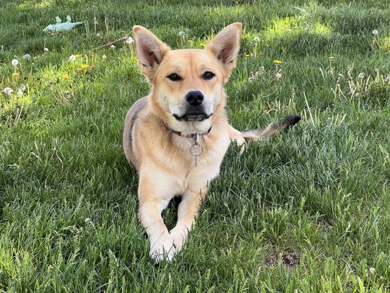 Photo of my cute dog, Beatrice. She is mostly tan with pointy ears and is resting with her front paws placed together on a patch of shady grass. 