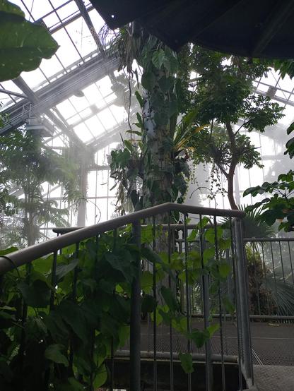 Inside a greenhouse full of big trees and climbing plants that live in humid climat zones. The plants in the background appear foggy.