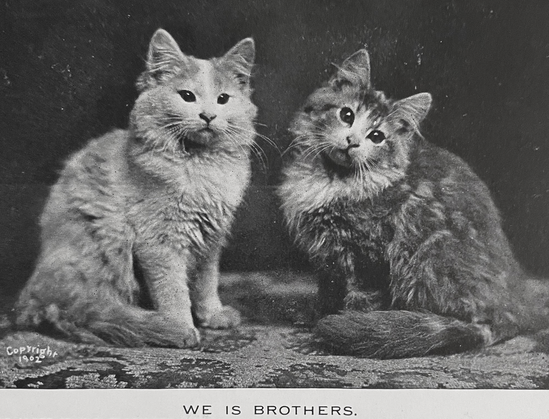 Black-and-white photo of two long-haired kittens. One is white and ginger tabby, the other is a brown tuxedo tabby. They are sitting up on a brocade tablecloth looking adorably toward the camera. Text at the bottom reads “We is brothers”.