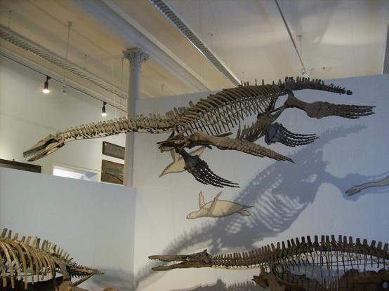 Cast of Cryptoclidus eurymerus mounted in a suspended swimming position at the palaeontological collection of the University of Tübingen.