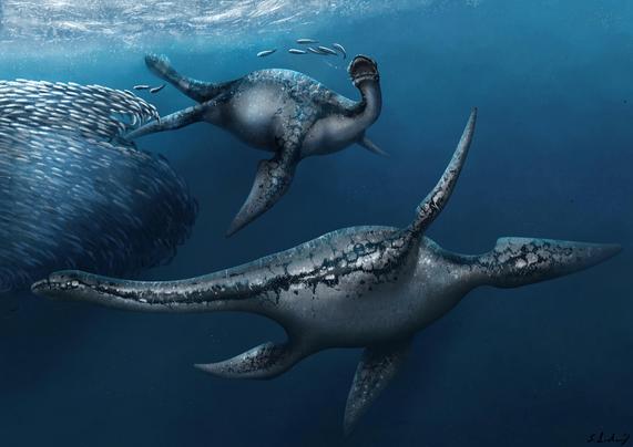 Life reconstruction of two Cryptoclidus eurymerus hunting a school of fish in the ocean.