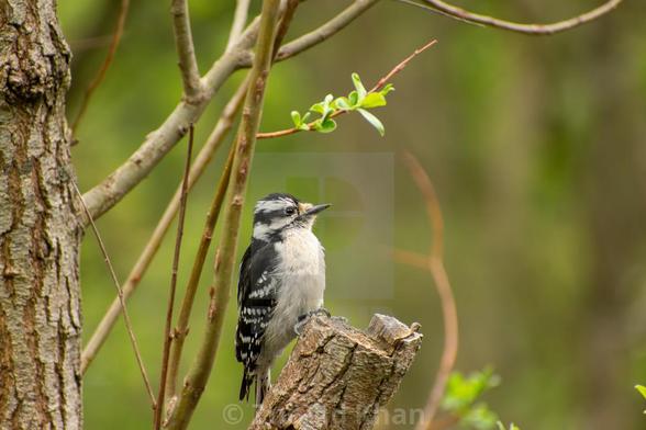 Close-up photo of a Downy Woodpecker perched on a tree along a ravine trail on a spring morning.
