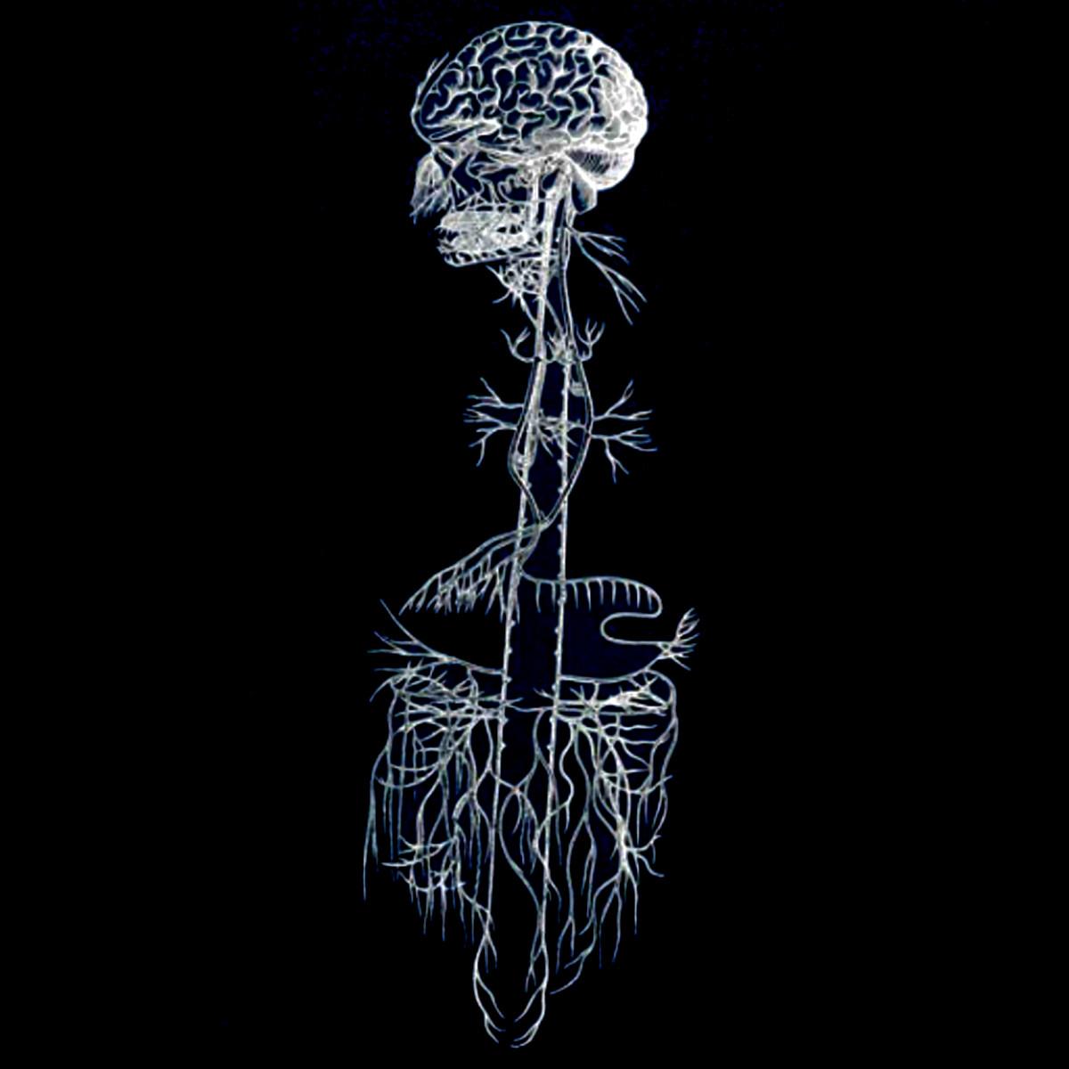 A black and white diagram of the human nervous system with the brain at the top and a map of nerves leading down to where the lungs would be.