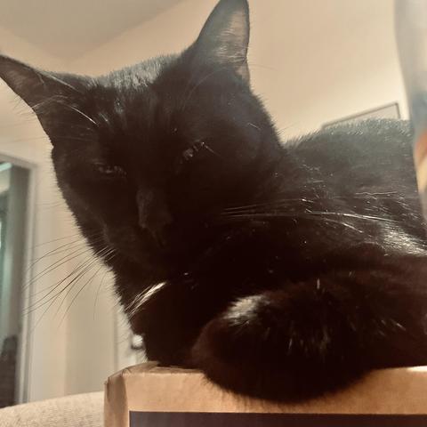 close-up of black cat looking at us through slit-eyes
