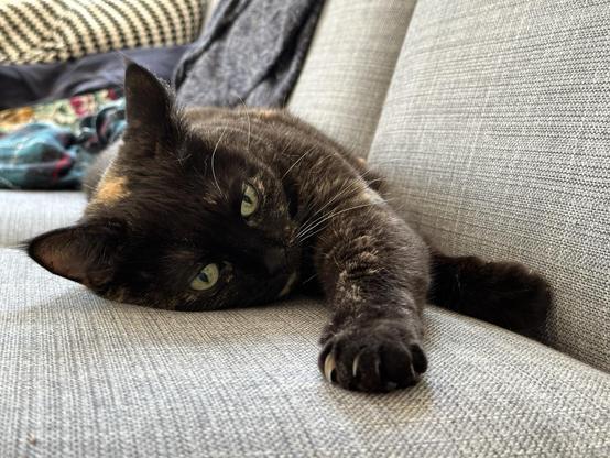 Doris, a tortoiseshell cat, lounging on her side on a grey sofa, stretching out with one paw extended. She has vibrant green eyes and a relaxed expression.