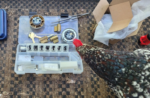 chicken looking at a tools for changing the key for a lock