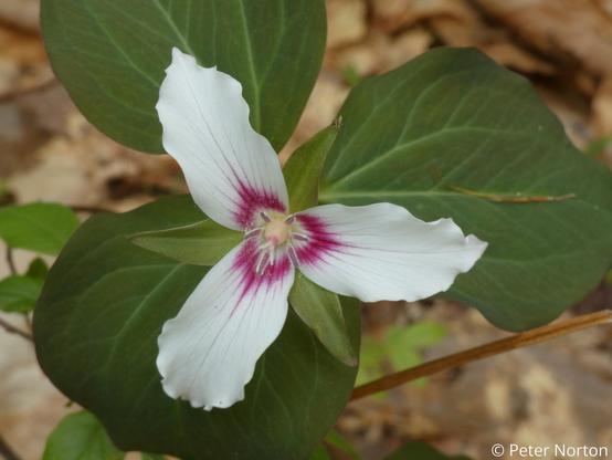 Close-up of a painted trillium, with white petals, reddish center, and wide green leaves.