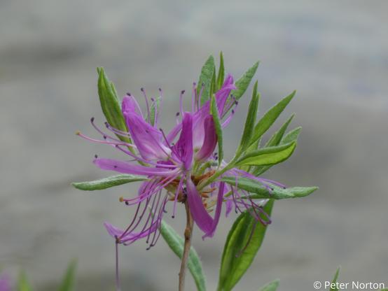 Delicate purple flower with green leaves and a gray background