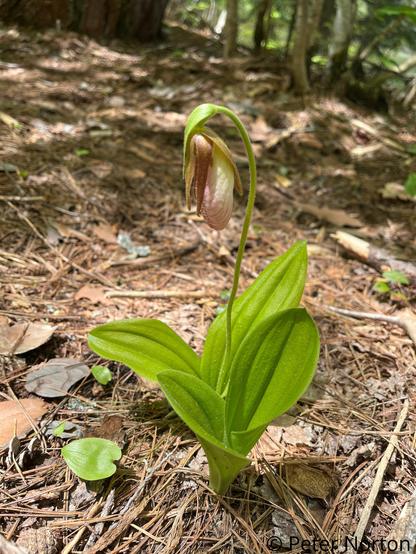 A light pink flower hanging from a long green stem above wide furrowed leaves.