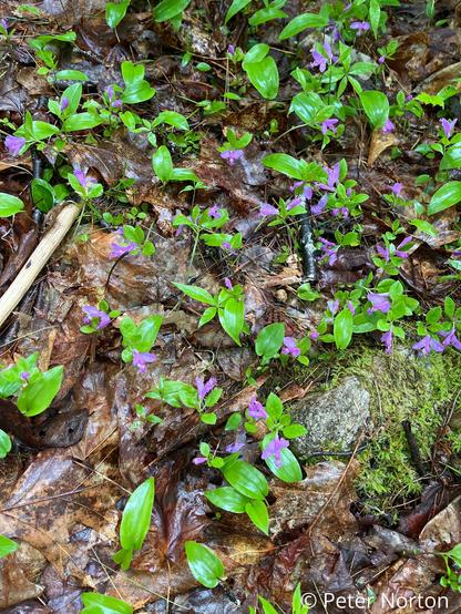 A patch with many small purple flowers and green leaves, wet with rain