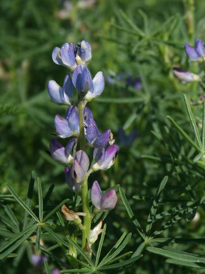 Image of Lupinus angustifolius, the taxon in which the compound is found.