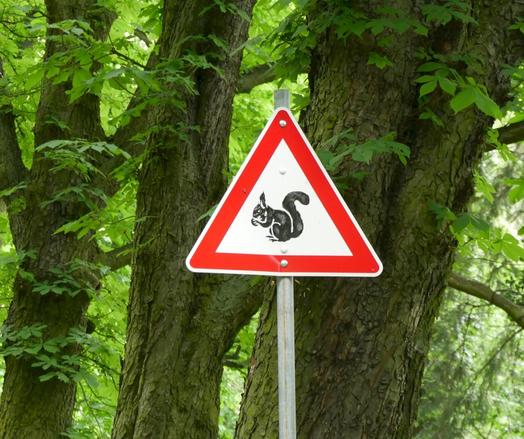 Straßenschild: Vorsicht vor Nüsse sammelnden Eichhörnchen