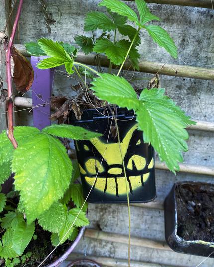 A planter made from a tea box painted with the face of the Catbus, strawberry leaves and a concrete wall. 