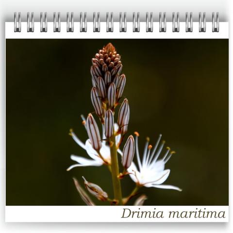 Close-up of the flowering spike of Drimia maritima taken at Bubulcus & Bolotas, showing elongated buds with reddish-brown stripes and delicate white star-shaped flowers emerging. The background is a soft, natural blur, highlighting the plant’s striking structure.