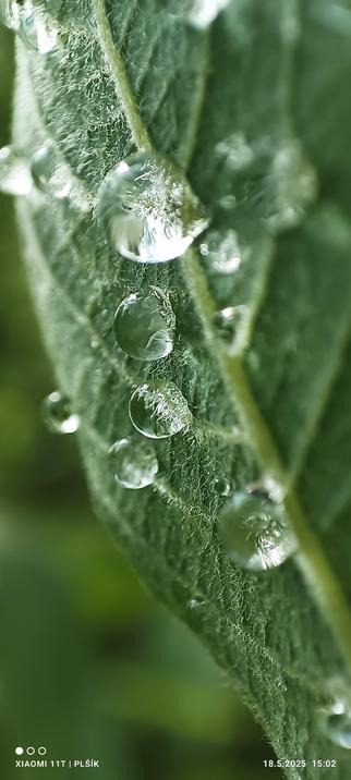 Green leaf in vertical position photographed from the border, its underside is covered with hairs. The hairs have round droplets of water attached to them.