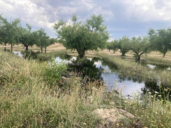 Vertido de petróleo de Repsol en el campo de Calasparra, Murcia