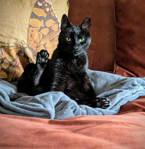 Black cat, sitting, facing the viewer directly. He has his back paw up, as if he's waving "Hi". Sitting on the sofa with a butterfly cushion behind him.