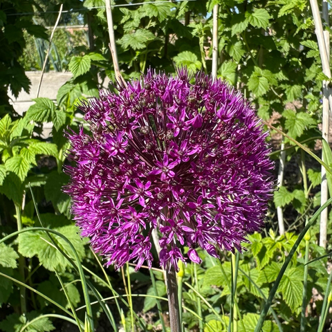 A dark purple ball of allium flowers against a background of vivid green leaves. 