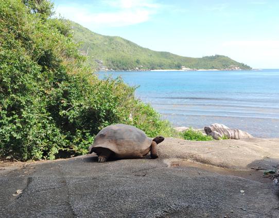 A huge tortoise 😻