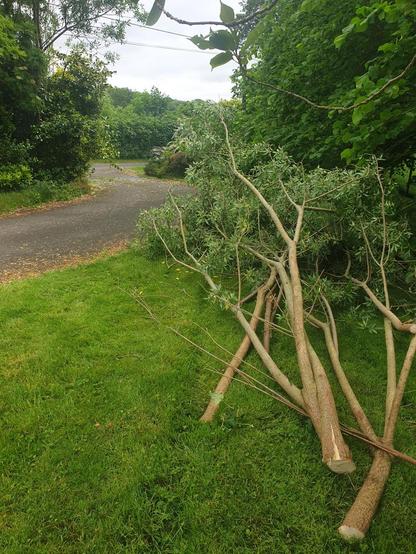 Evidence of branch removal. 