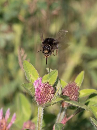 Eine Hummel ist mit markant ausgestrecktem Saugrüssel im Anflug auf eine rote Klee-Blüte