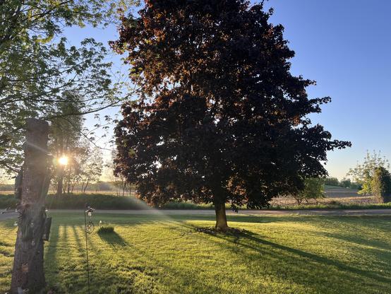The proud red maple is in full leaf in our front yard, watching the sun come up over the hills across our dirt road. Nothing but blue skies above. The grass and hills are a lush green from all our rain.
