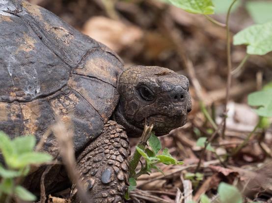 Portrait einer griechischen Landschildkröte. Links im Bild ist ihr verwitterter Panzer zu sehen, ihr Kopf ist im Zentrum des Bildes und schaut richtung Kamera. Sehr deutlich ist ihre schuppige Haut zu erkennen, besonders am Vorderbein