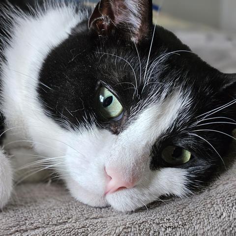 closeup on tuxedo cat's face