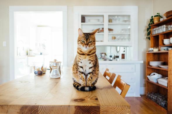 Oo my dear cat what a style 
