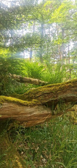 A photo of a couple fallen tree trunks covered in moss and surrounded by grass and ferns. Some trees are visible indistinctly further back and everything is bathed in soft bright light. 