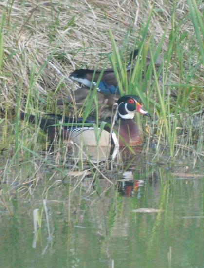 a female wood duck hides behind grass. a male rests on the water before her, seemingly offering protection.