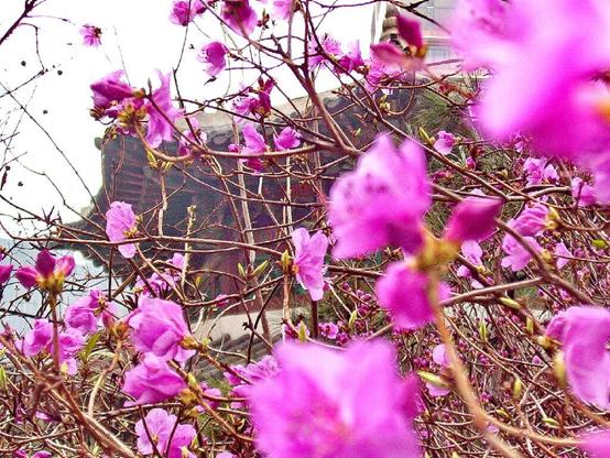 Spring blossoms beside the Hwangudan Altar in Seoul, South Korea.