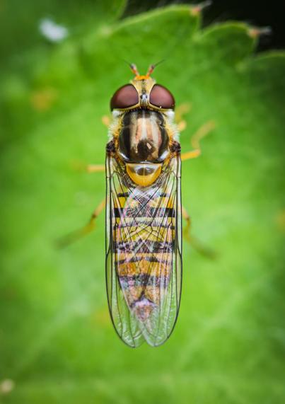 A small hoverfly sitting on a green leaf, photographed from directly above. It's glassy wings are folded over its yellow and black abdomen, with individual lenses visible in its large red compound eyes. Much of the image below the top of the hoverfly is out of focus.
