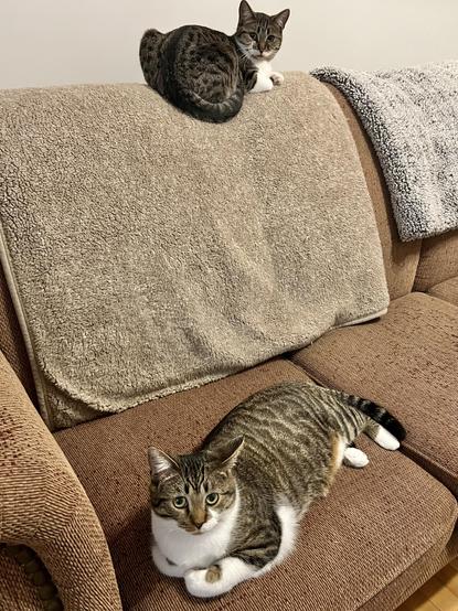 Two tabby cats on a couch — she’s loafing on the back with her back to the camera, looking back at the camera; he’s sitting on the cushion, facing the camera.