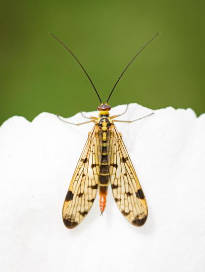 A close-up picture of an insect hanging on the edge of a white flower. The spread wings are clear yellow with black patches and the body is black with yellow stripes. The end of the abdomen is a reddish-brown, with two small cerci. The head is a similar red-brown and the insect has long antennae.