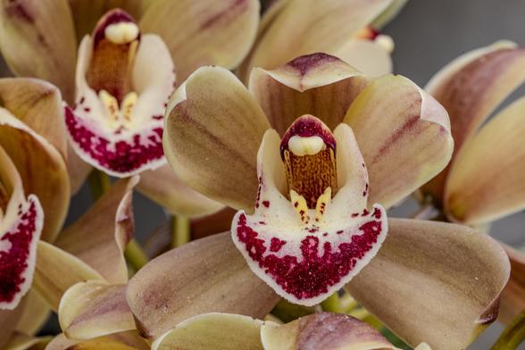 Orchidee