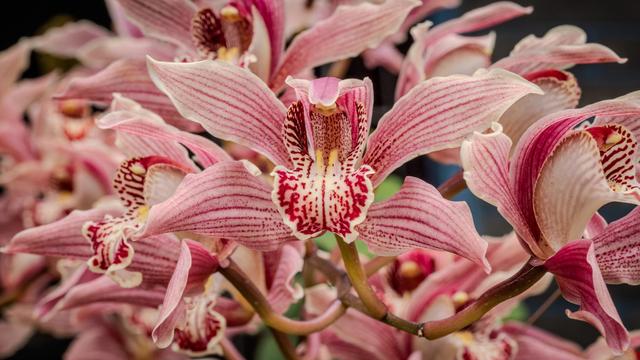 Orchidee
