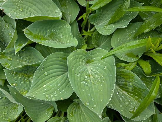 Hostas with raindrops.