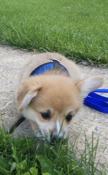 A small corgi puppy with tan and white fur, wearing a blue harness, is sniffing the grass near a sidewalk.