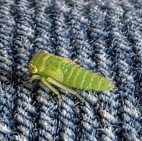 Eine grüne Zikade auf einer blauen Jeans.