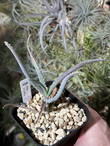 One of the vendors had a bunch of interesting aloes. I chose Aloe antandroi.