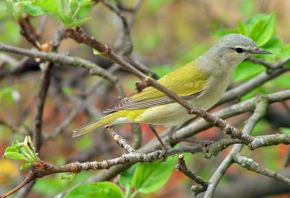 Tennessee Warbler 