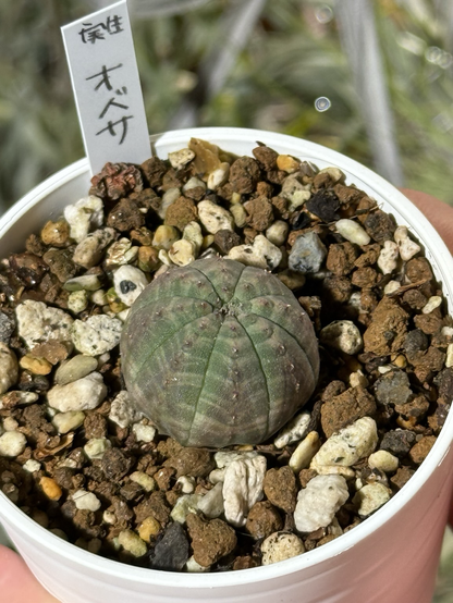 My daughter picked out a cute little Euphorbia obesa of all things. Everyone was impressed with her taste. 