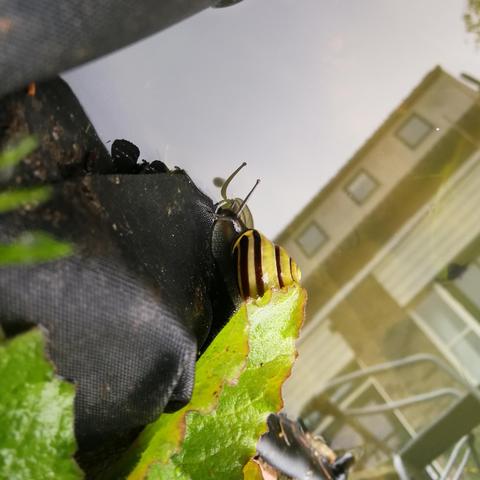Een geel met bruin gestreepte huissjesslak aan de rand van de vijver. Een oogspriet spiegelt in het gladde wateroppervlak.