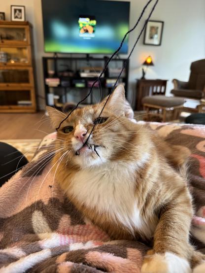 Sir Wobbles (an orange cat) shown catching a string with his teeth. 
