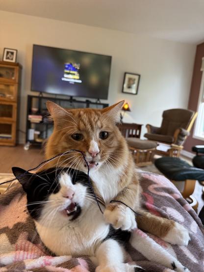 Two cats on a blanket, an orange and white cat and a black and white cat. They are trying to catch a string. 